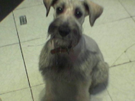 Os agradesco visitar el Perfil de Kiara.
Para quienes deseen saber, mi perra kiara No murio, ella se perdio el 16 de Enero del 2012 pero jamas se a vuelto a saber de ella.
Os agradesco mucho sus votos positivos a mi cachorra, que tengan un lindo Dia! Os agradesco visitar el Perfil de Kiara.
Para quienes deseen saber, mi perra kiara No murio, ella se perdio el 16 de Enero del 2012 pero jamas se a vuelto a saber de ella.
Os agradesco mucho sus votos positivos a mi cachorra, que tengan un lindo Dia!